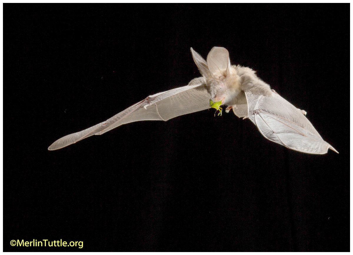 The use of bat houses as day roosts in 