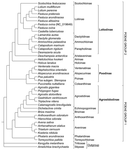 Phylogeny of Poeae group 1 and 2 species included in this study.