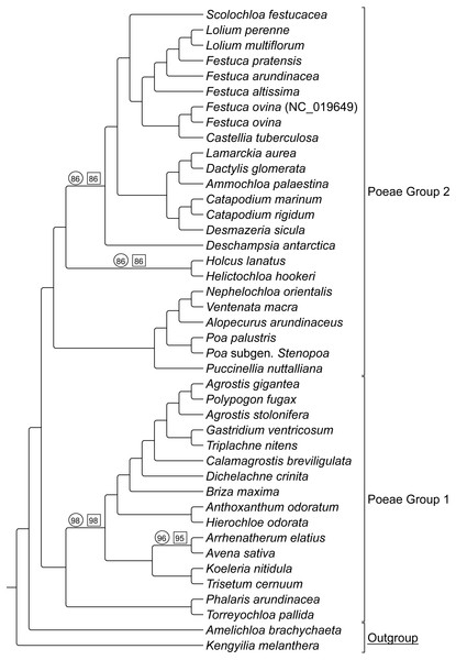 ML sequence and RGC BS consensus for group 1 and 2 taxa.