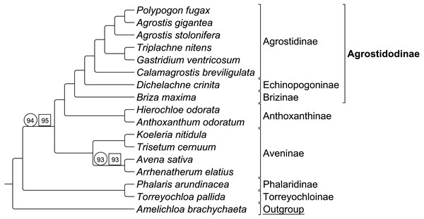 ML BS consensus tree of Group 1 species.