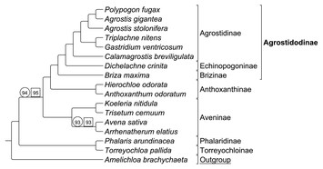 Plastome Phylogenomics And Characterization Of Rare Genomic Changes As 