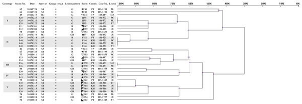 Dendrogram showing relationships of and information on 33 G. parasuis isolates identified as 24 strains.