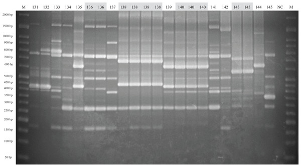 ERIC-PCR gel image of G. parasuis isolates belonging to strains 131 to 145.