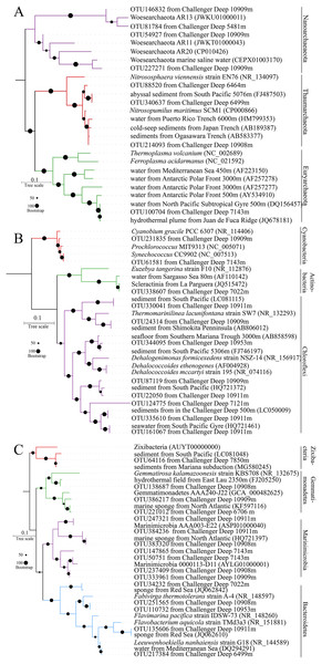 Phylogenetic trees for representative reads of 16S rRNA OTUs.