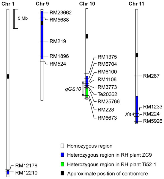 Heterozygous regions of the residual heterozygous plants ZC9 and Ti52-1.