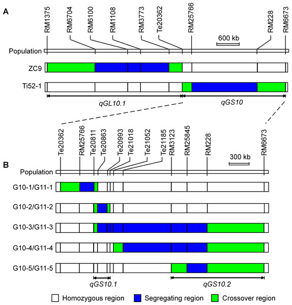 Genotypic composition of the rice populations in the target region on chromosome 10.
