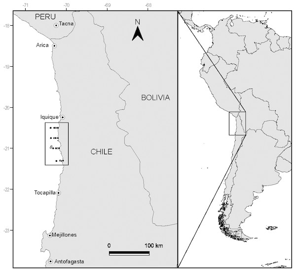 Study area and position of sampling stations off the coast of N Chile.