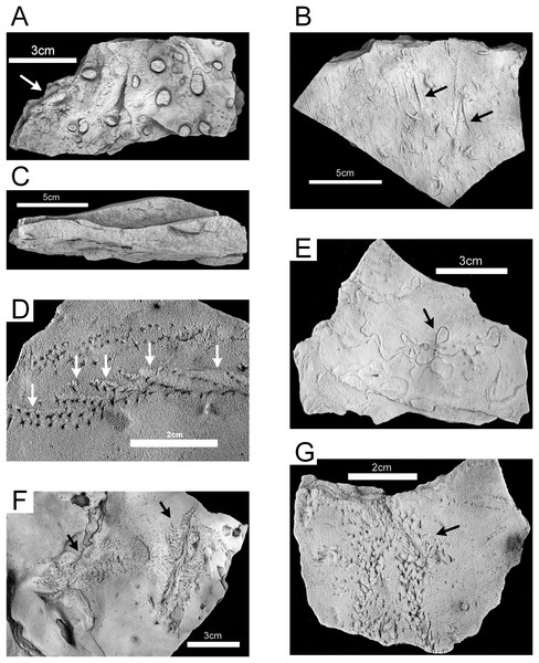 Hartselle Sandstone trace fossils.