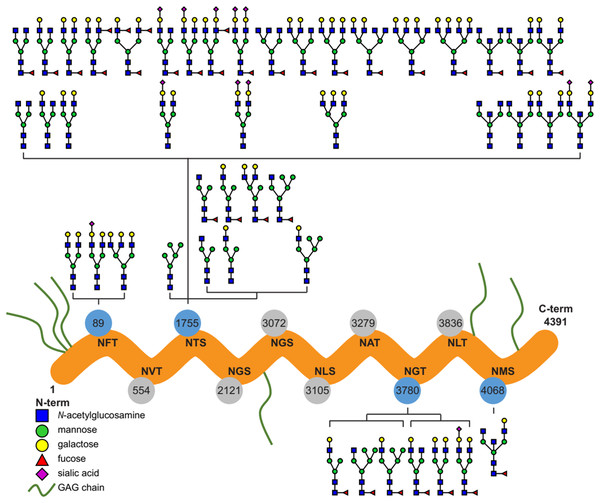 Overview of the site-specific N-glycan distribution of perlecan.
