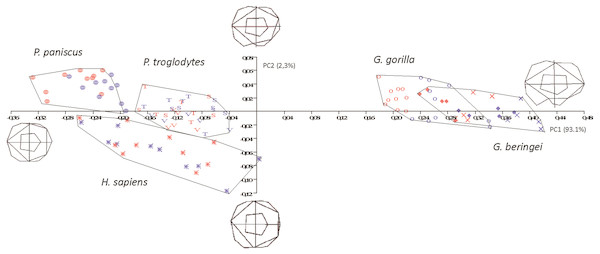 Principal Components analysis in formspace (shape-versus-size) of 5 extant hominoid species.