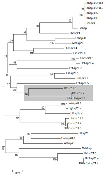 Neighbor-joining phylogenetic tree of selected insect sHSPs.