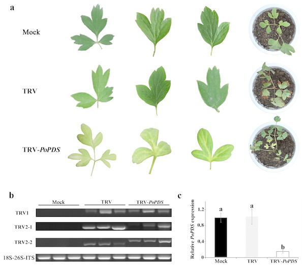 Silencing of PoPDS in P. ostii leaves infected with TRV-PoPDS.