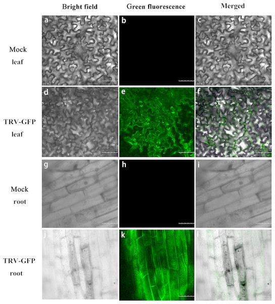 GFP expression in P. ostii. leaves and roots inoculated with TRV-GFP.