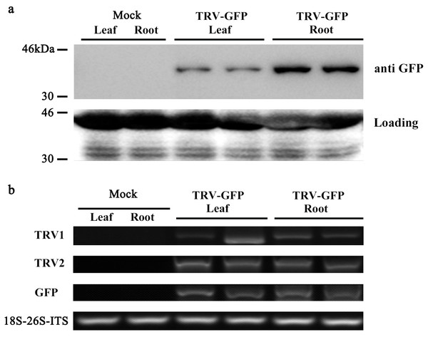 Detection of GFP protein accumulation in TRV-GFP-inoculated P. ostii leaves and roots.