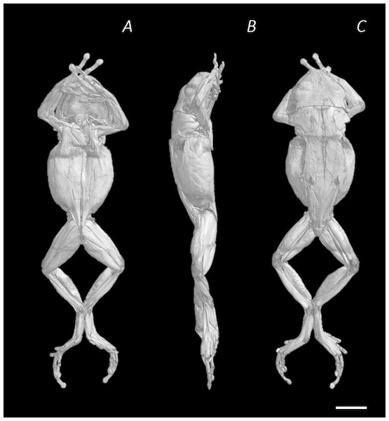 Reconstructed DICE µCT scan images of Phlyctimantis maculatus.