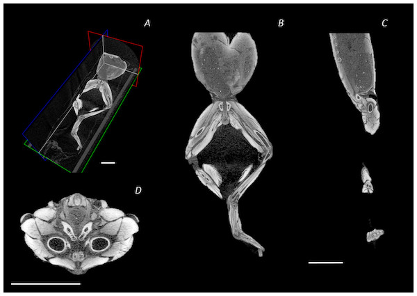 Reconstructed DICE µCT scan images showing internal structure of the distal spine, pelvis, and hindlimb of Phlyctimantis maculatus.
