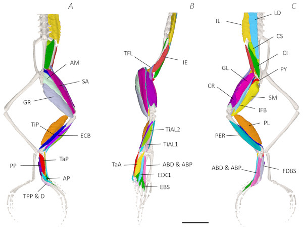 Superficial digital dissection of the distal spine, pelvis, and hindlimb of Phlyctimantis maculatus.