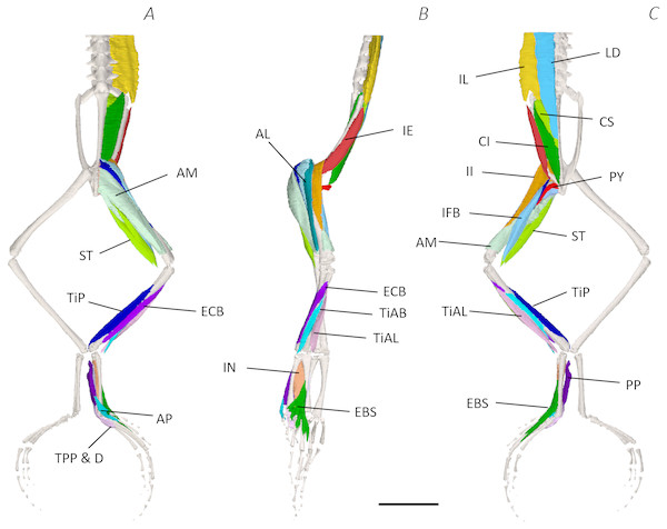Medial digital dissection of the distal spine, pelvis, and hindlimb of Phlyctimantis maculatus.