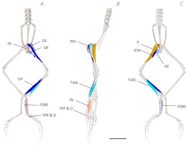 Deep digital dissection of the distal spine, pelvis, and hindlimb of Phlyctimantis maculatus.