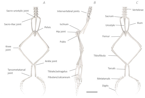 Skeletal digital dissection of the distal spine, pelvis, and hindlimb of Phlyctimantis maculatus.