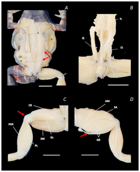 Traditional dissection photographs of the dorsal body (A), dorsal pelvis (B), dorsal (C) and ventral (D) left proximal hindlimb.