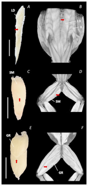 Isolated dissected longissimus dorsi (A), semimembranosus (C), and gracilis major (E) muscles alongside the reconstructed scan images of the external surface of longissimus dorsi and iliolumbaris (B), semimembranosus (D), and gracilis major (F).