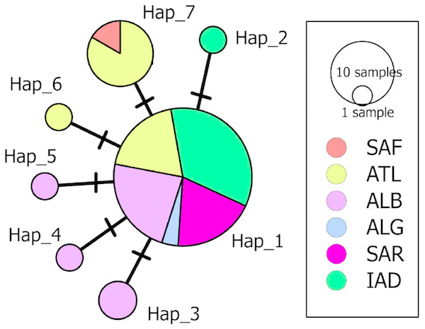Median-Joining network of the COI haplotypes.