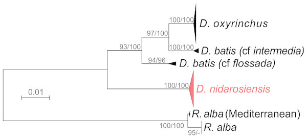 Phylogenetic tree.