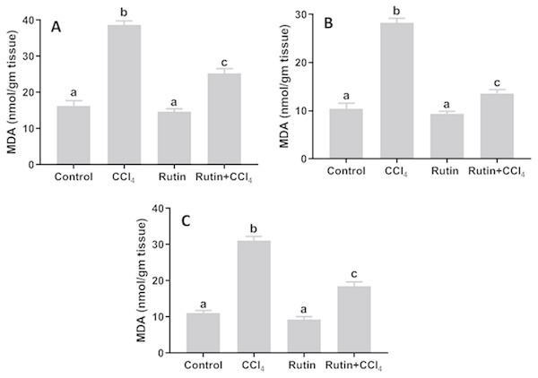 Tissue malondialdehyde (MDA) levels in male rats after administration of CCl4 and/or rutin.