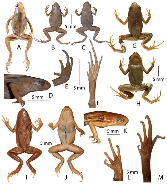 Type specimens of Micryletta species in preservation.