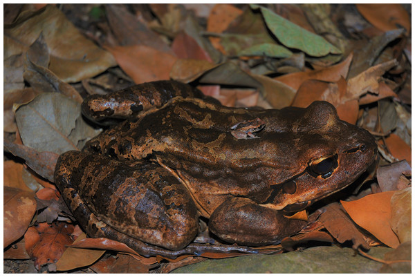 An observation, in the wild, of natural direct contact between a robber frog (Eleutherodactylus johnstonei) sat on the back of a mountain chicken (Leptodactylus fallax).