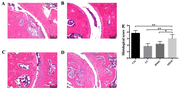 Histopathological examination of hind ankle joints of mice.