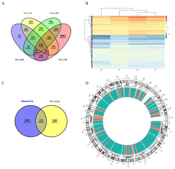 Functional analyses of differentially expressed long non-coding RNA (lncRNA)-targeted DEGs.