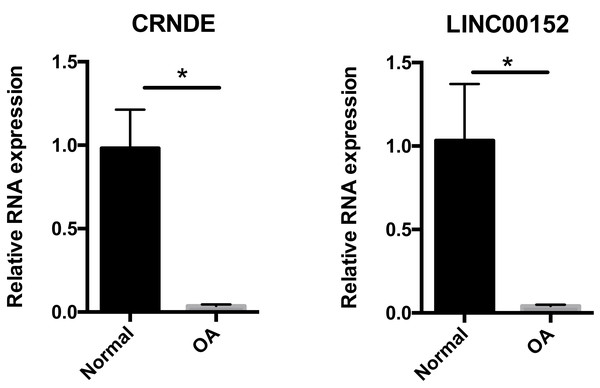 Relative expression of CRNDE (A) and LINC00152 (B) in human samples.
