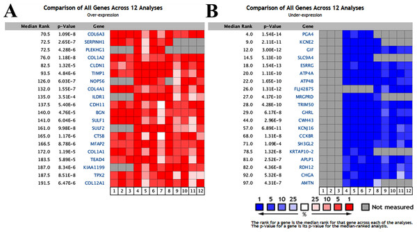 Transcriptional heat map of the top 20 over- and underexpressed genes in gastric cancer samples compared with normal samples through Oncomine analysis.