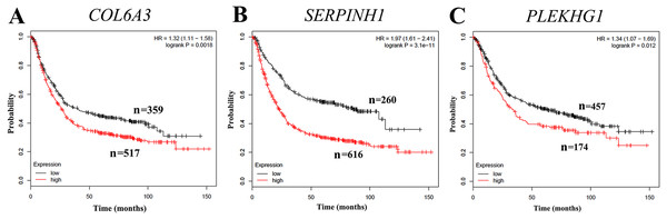 Correlation of collagen type VI alpha 3 chain (COL6A3), serpin family H member 1 (SERPINH1) and pleckstrin homology and RhoGEF domain containing G1 (PLEKHG1) with survival outcomes in gastric cancer patients.