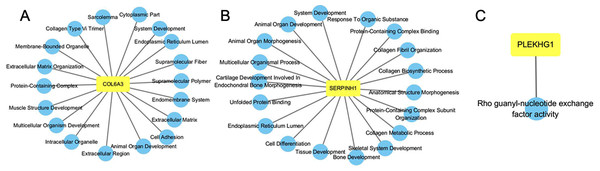 GO functional enrichment analysis of COL6A3 (A), SERPINH1 (B) and PLEKHG1 (C).