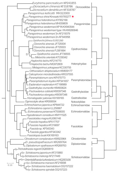 Phylogenetic tree based on concatenated amino-acid sequence data for the 12 mitochondrial proteins from 50 strains of 42 digenean trematode species (Table S1).