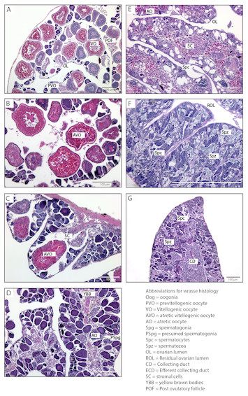 Conservation and diversity in expression of candidate genes regulating ...