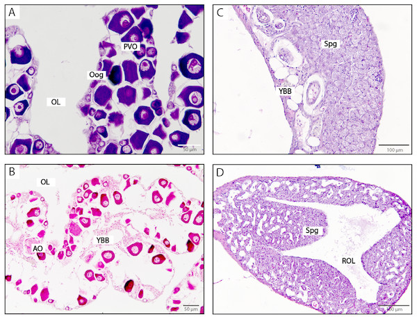 Histological stages of gonadal sex change in the kyusen wrasse.