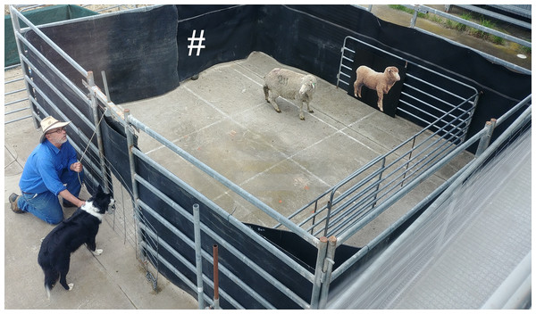 Photograph of the attention bias test immediately after the test sheep entered the arena.