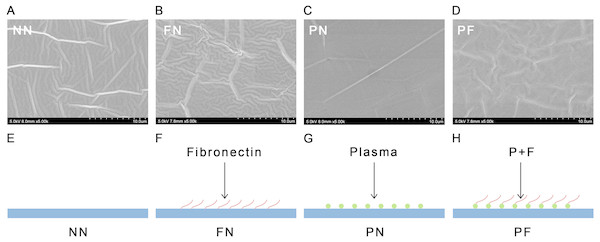 Scanning EM images (A–D) and diagrammatic sketches (E–H) and SEM images of four polydimethylsiloxane (PDMS) chambers with different surface modifications.