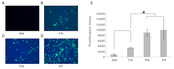 Immunofluorescence microscopy observations 1 hour after cellular adhesion and proliferation of cells on four polydimethylsiloxane (PDMS) chambers with different surface modifications.