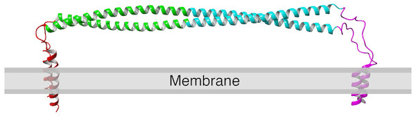 Structure of human tetherin bound to the lipid membrane. Membrane anchors are shown in red (N) or magenta (C).