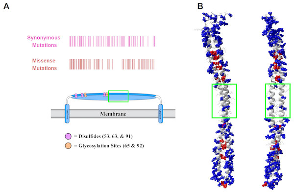 Human mutations within tetherin.