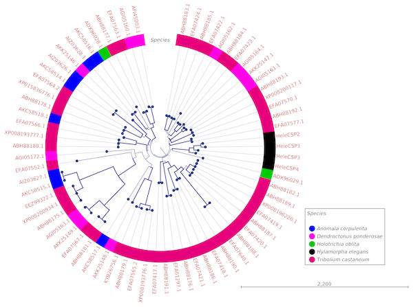 Phylogenetic relationship of candidate CSPs from H. elegans and other coleopteran species.