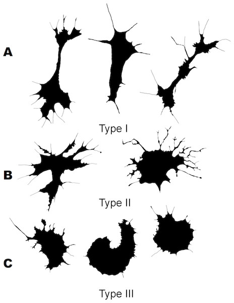 Silhouette images of cells from C. brevisiphonata.