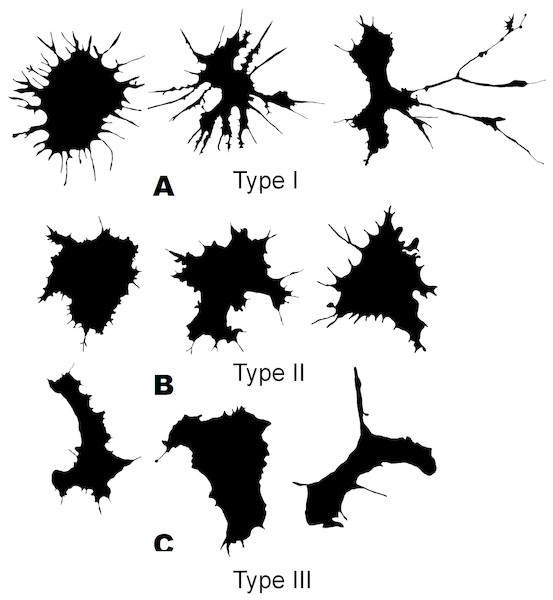 Silhouette images of cells from S. sachalinensis.