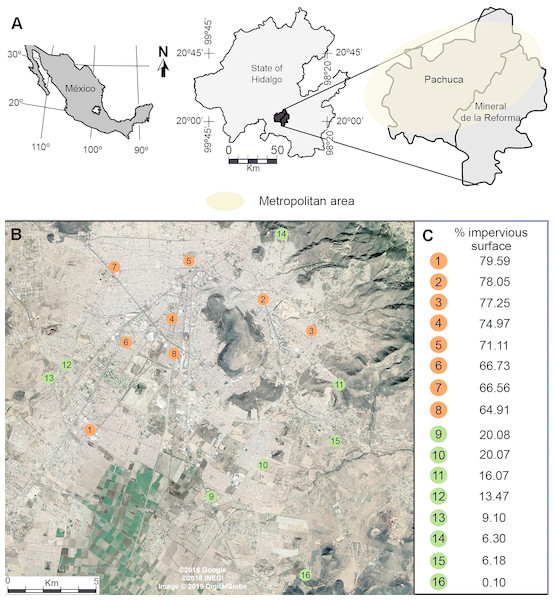 (A) Location of the metropolitan area of Pachuca in the state of Hidalgo, Mexico and (B) the sites where honey bees were collected. (C) The percentage cover of impervious surface at each site is presented on the right for urban (orange) and rural (green) sites; percentages were calculated in 500 m radius buffers centered at each collecting site.