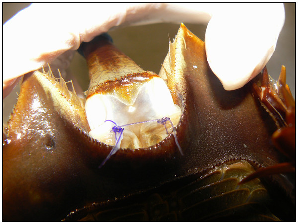 Suture placement (close-up) in the telson membrane of an adult horseshoe crab (Limulus polyphemus).